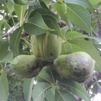 Sterculia foetida L.